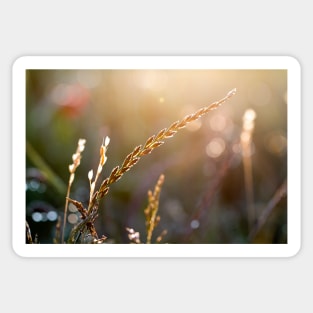 Sunset in a warm summer meadow Sticker